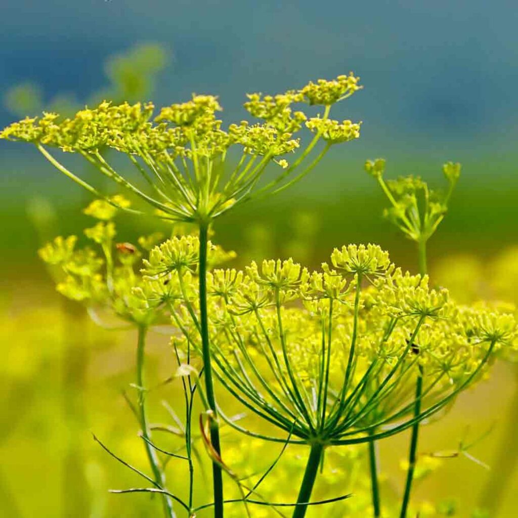 fennel seeds