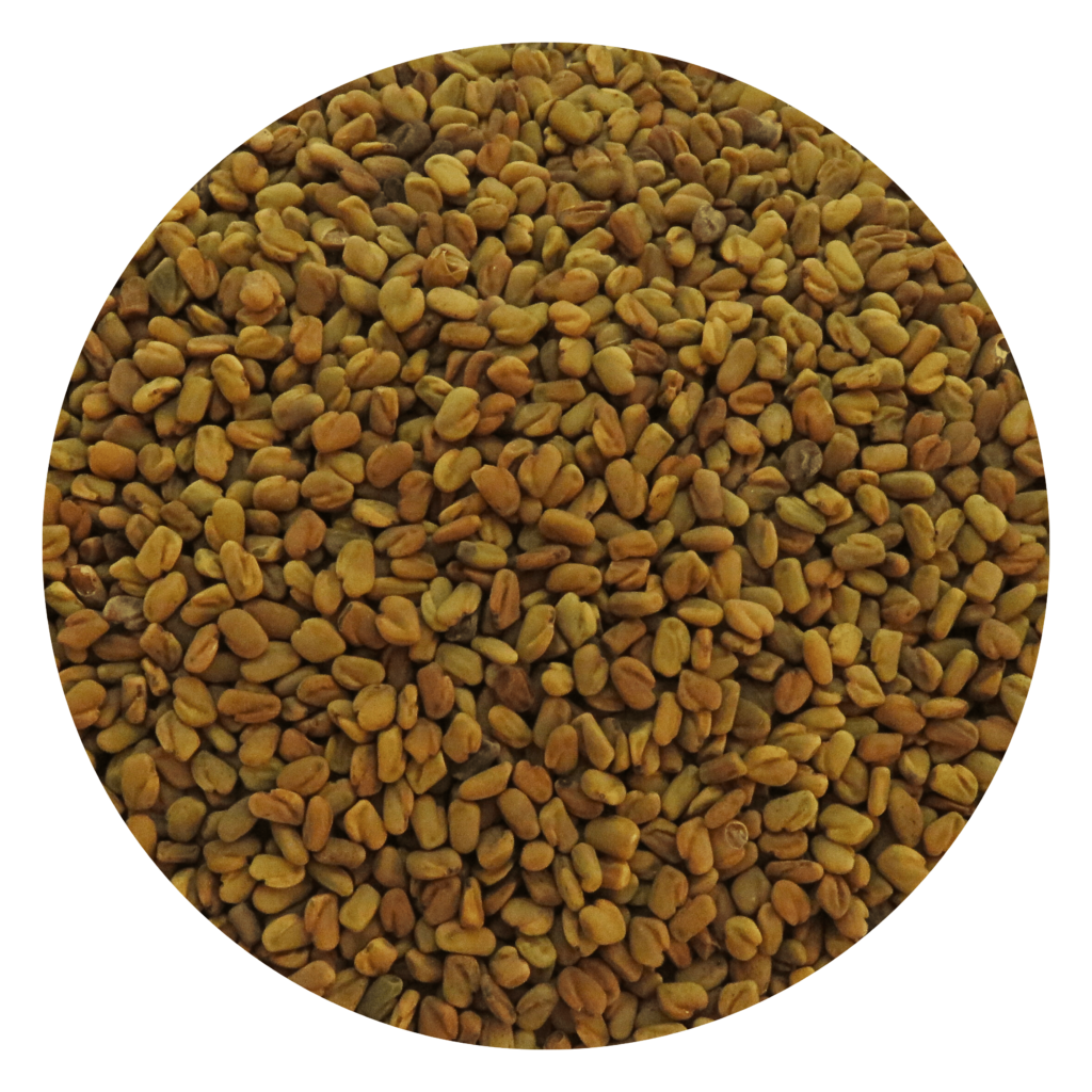 Dried Fenugreek seed