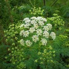 Anise Seeds