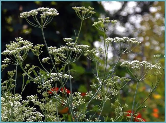 Anise seeds